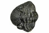Wide, Enrolled Pedinopariops Trilobite #171568-2